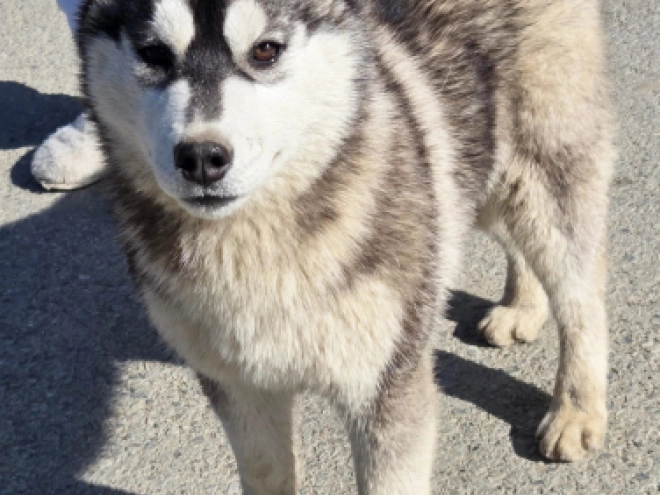 Perros Husky Siberiano en venta