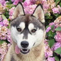 Evelin, silver and white Siberian Husky for sale