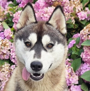 Siberian Husky puppy for sale