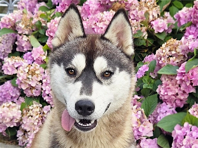 Perros Husky Siberiano en venta