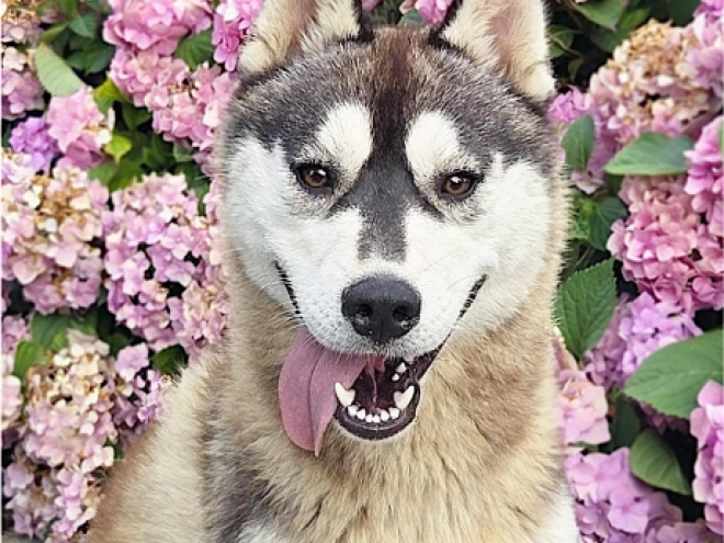 Perros Husky Siberiano en venta