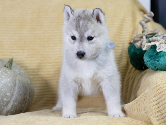 Siberian Husky puppy for sale