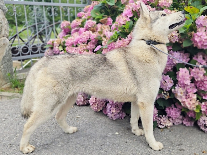 Siberian Husky puppy for sale
