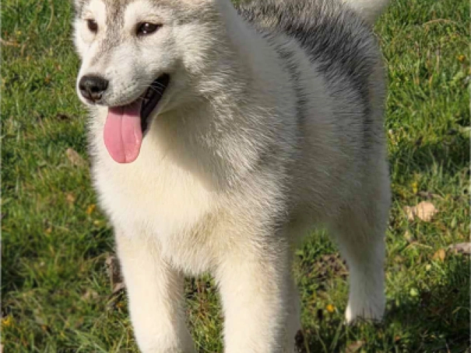 Siberian Husky puppy for sale