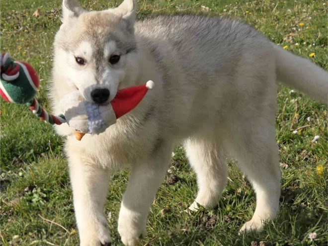 Siberian Husky puppy for sale