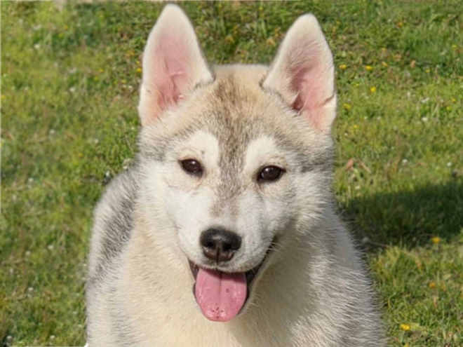 Siberian Husky puppy for sale