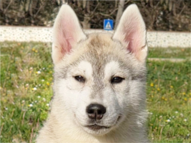 Siberian Husky puppy for sale
