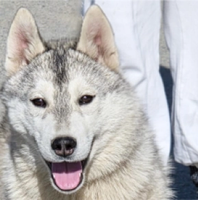 Siberian Husky puppy for sale