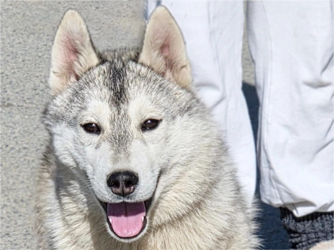 Siberian Husky puppy for sale