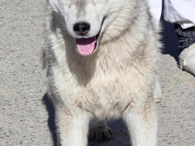 Siberian Husky puppy for sale