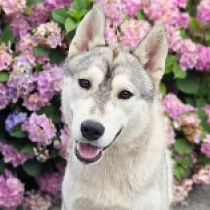 Edita, silver and white Siberian Husky for sale