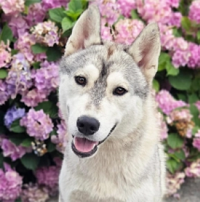 Siberian Husky puppy for sale