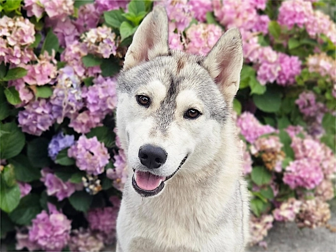 Siberian Husky puppy for sale