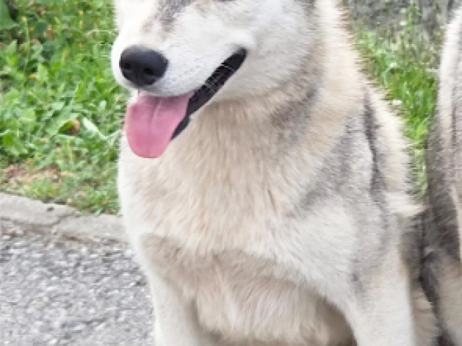 Siberian Husky puppy for sale