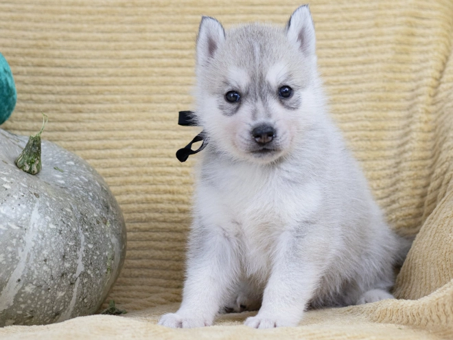 Siberian Husky puppy for sale