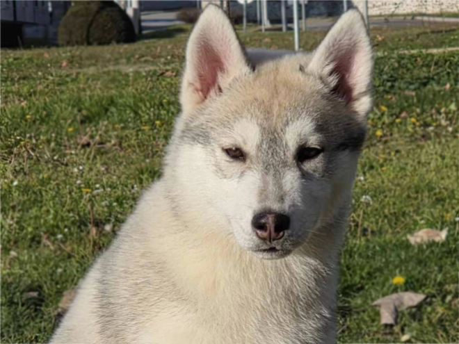 Siberian Husky puppy for sale