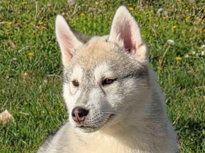 Siberian Husky puppy for sale