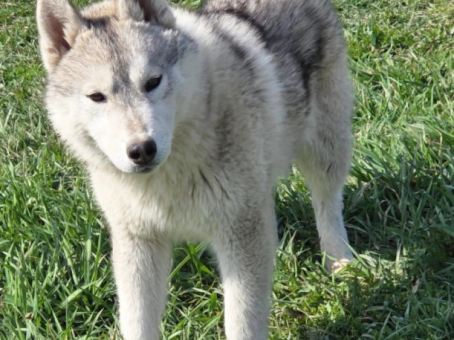 Siberian Husky puppy for sale