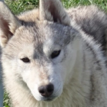 Elio, silver and white Siberian Husky for sale