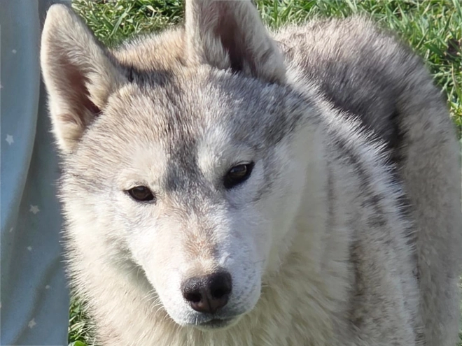 Siberian Husky puppy for sale
