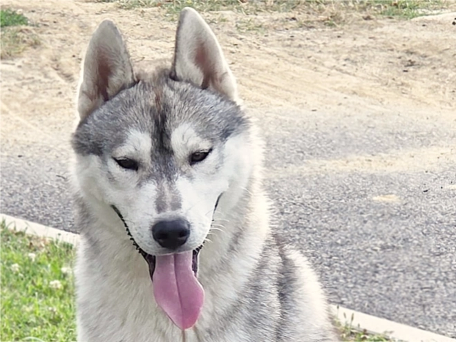 Siberian Husky puppy for sale