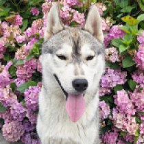 Elio, silver and white Siberian Husky for sale