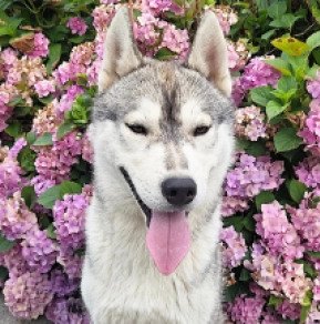 Siberian Husky puppy for sale