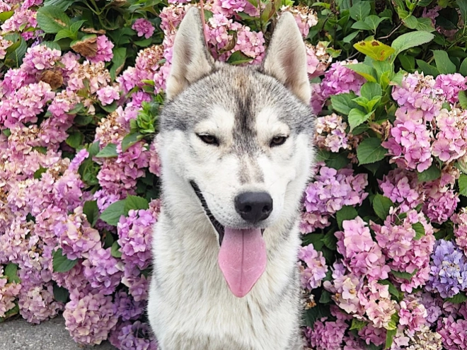 Siberian Husky puppy for sale