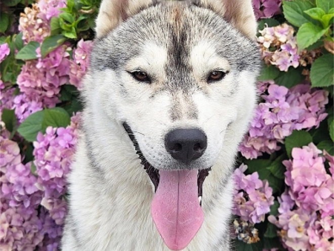 Siberian Husky puppy for sale