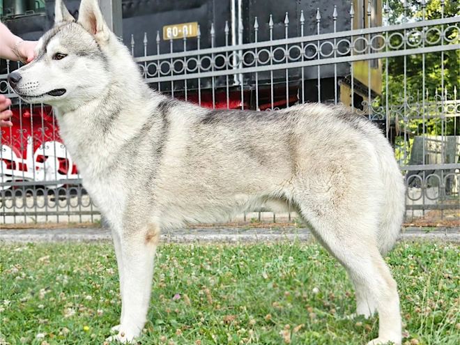Siberian Husky puppy for sale