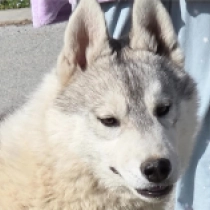 Ewan, silver and white Siberian Husky for sale