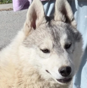 Siberian Husky puppy for sale