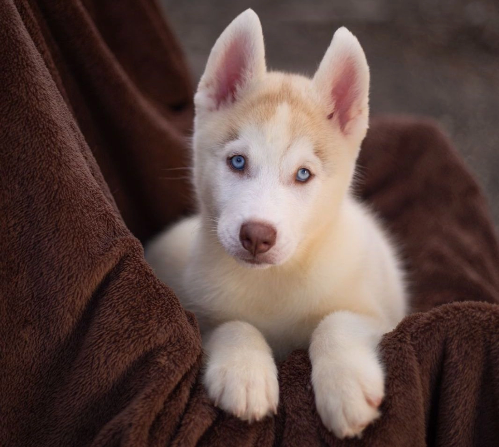 Philippines Siberian Husky Puppies For Sale Near Me Grandiose