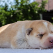 Casey, red and white Sibirischer Husky Welpen kaufen