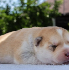 Perros Husky Siberiano en venta
