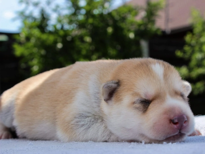 Perros Husky Siberiano en venta
