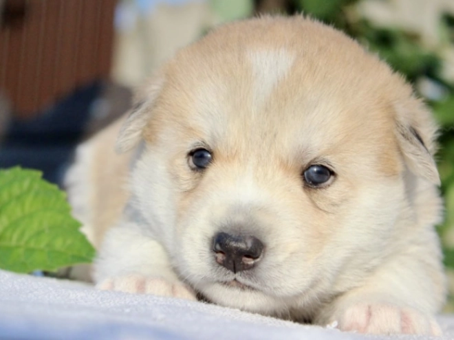 Siberian Husky puppy for sale