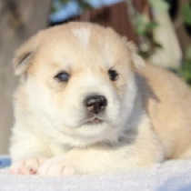 Casey, red and white Siberian Husky for sale