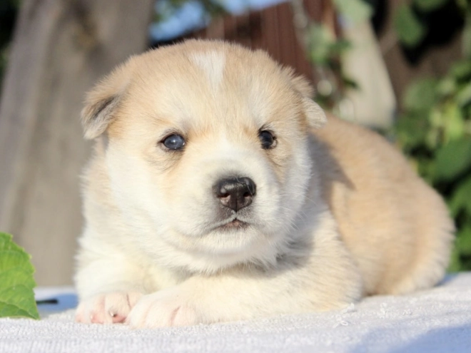 Siberian Husky puppy for sale