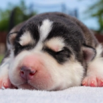Lola, black and white Sibirischer Husky Welpen kaufen
