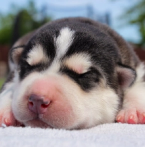 Perros Husky Siberiano en venta