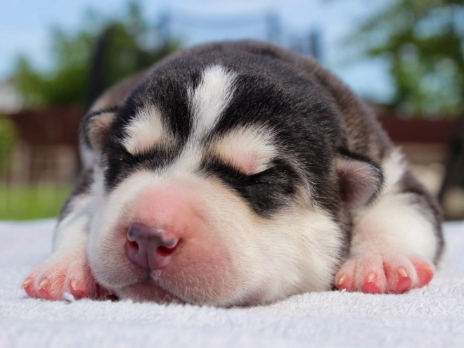 Sibirischer Husky Welpe kaufen