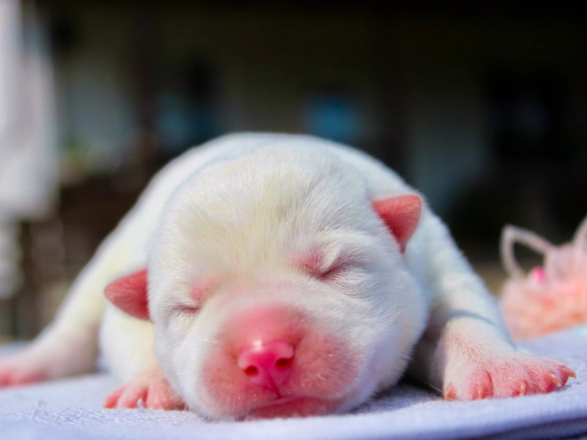 Sibirischer Husky Welpe kaufen