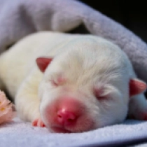 Sugar, white Sibirischer Husky Welpen kaufen