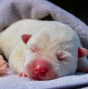 Perros Husky Siberiano en venta