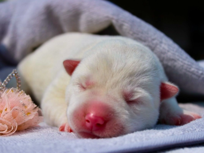Sibirischer Husky Welpe kaufen
