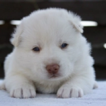 Sugar, white Siberian Husky for sale