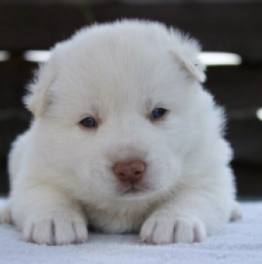 Siberian Husky puppy for sale