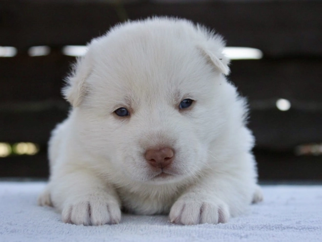 Siberian Husky puppy for sale