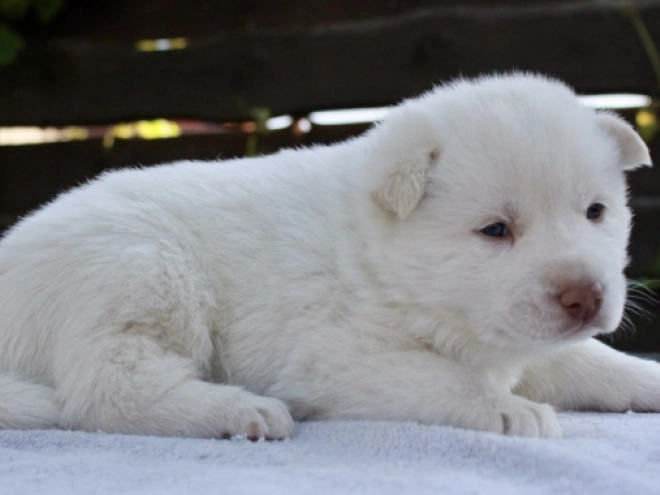 Siberian Husky puppy for sale